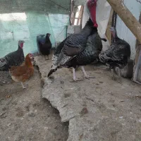 بوقلمون نر و ماده