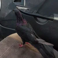 کبوتر صرب نر