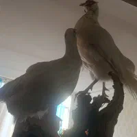 مجسمه پرنده زیبا|صنایع دستی و سایر لوازم تزئینی|مشهد, ایثارگران|دیوار