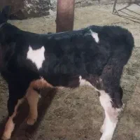 گو ساله|حیوانات مزرعه|قیدار, |دیوار