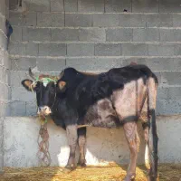 گاو شکم دار ۸ ماه جوان درشت|حیوانات مزرعه|ماسال, |دیوار