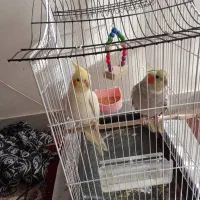 دو عدد عروس