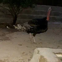 فروش۲ عدد بوقلمون نر