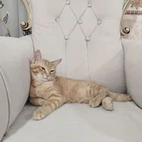 گربه بازیگوش شاهد شهر