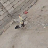فروش دو عدد خروس لاری