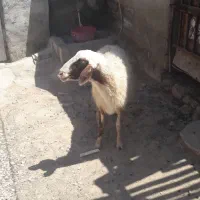 گوسفند ابستن ۳ماه هویزه