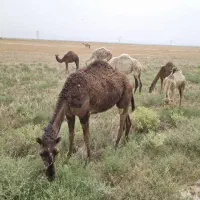 تعدادی دام فربه