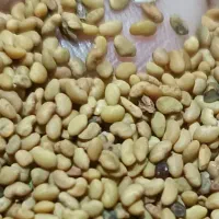 بذر یونجه