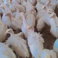 جوجه بوقلمون بیوتی 6 یک ماهه