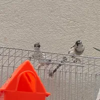 فروش چند عدد فنچ بنگال|پرنده|شاهرود, |دیوار