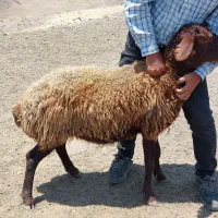 میش هترو