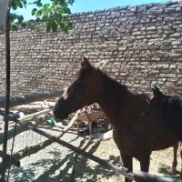 اسب مادیان جوان|اسب و تجهیزات اسبسواری|تربت جام, والفجر|دیوار