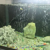 آکواریوم کامل با ماهی|ماهی|شوشتر, |دیوار