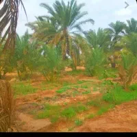 گصاص نخل مجانی