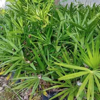 پالم لاتانیا ریشه پرس|گل و گیاه طبیعی|رامسر, |دیوار