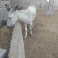 کره خر