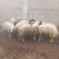 بره نر و ماده تکی و جمله موجود است|حیوانات مزرعه|شوش, |دیوار