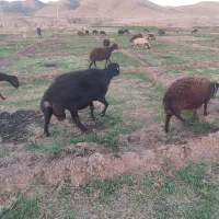 یک راس قوچ|حیوانات مزرعه|تربت جام, شیخ احمد جامی|دیوار