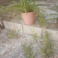 گل طبیعی|گل و گیاه طبیعی|ایلام, |دیوار