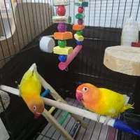 کوتوله برزیلی نژاد خاص