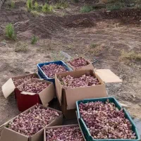 پسته تازه|خوردنی و آشامیدنی|تهران, فدک|دیوار