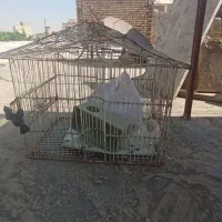 قفس پرنده|لوازم جانبی حیوانات|اصفهان, لاله|دیوار