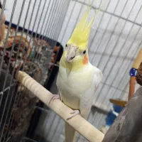 یه جفت عروس هلندی سرحال