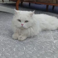 گربه پرشین دو ساله