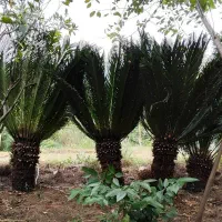 سیکاس بیست سال به بالا