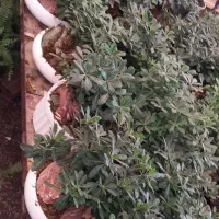 گل میخک وسانسوریا|گل و گیاه طبیعی|مشهد, گلشور|دیوار