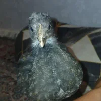 جوجه مرغ وخروس