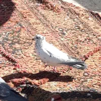 کفتر تهرونی به شرط پرش و بازی|پرنده|برخوار, |دیوار