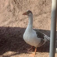 غاز|حیوانات مزرعه|املش, |دیوار