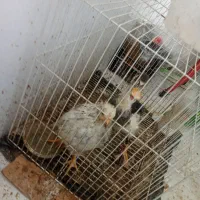 مرغابی و مرغ