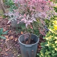 گل وگیاه طبیعی|گل و گیاه طبیعی|واجارگاه, |دیوار