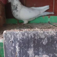 ۸عدد کفتر|پرنده|تهران, انبار نفت|دیوار