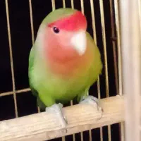 کوتوله برزیلی|پرنده|قم, دورشهر|دیوار