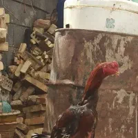 خروس ومرغ لاری اصل