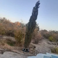 باغ منزل|فروش خانه و ویلا|اسلامیه, |دیوار