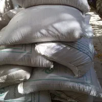 فروش بذر گندم دیم
