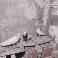 کفتر|حیوانات|اردبیل, |دیوار