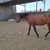 مادیون کهر ابستن سنگین از نریون کرد شاهان نوه سهیل