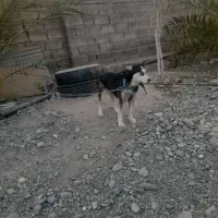 سلام هاسکی ماده شش ماه ۵ملیون|سگ|جیرفت, |دیوار