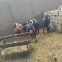 بره میش گوسفند|حیوانات مزرعه|نجف‌آباد, حومه نجف آباد|دیوار