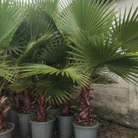 درخت پالم|گل و گیاه طبیعی|بندر انزلی, بشمن|دیوار