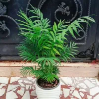 فروش گل و گیاه طبیعی|گل و گیاه طبیعی|رشت, عینک|دیوار