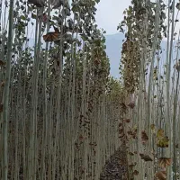 فروش نهال|خدمات باغبانی و درختکاری|حاجیلار, |دیوار