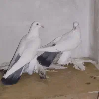 کبوتر|پرنده|تبریز, |دیوار