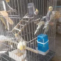 طوطی عروس هلندی