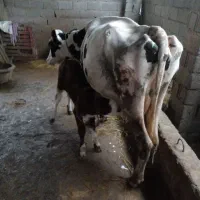 گاوسمینتال باگوساله قرمز|حیوانات مزرعه|بابل, |دیوار